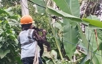 Layanan Internet Tetap Lancar, PLN Icon Plus Lakukan Pemeliharaan Rutin Jaringan Fiber Optik di Kabupaten Agam