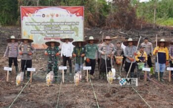 Wujudkan Swasembada Pangan, Pemkab Murung Raya dan Forkopimda Gelar Penanaman Jagung Serentak
