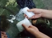 Pengungkapan Narkoba di Rao, Satres Narkoba Polres Pasaman Amankan Empat Tersangka