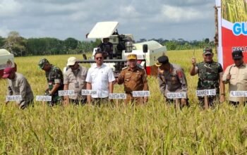 Modernisasi Panen di Lahan Pasang Surut Kapuas, Produktivitas Tembus 6,5 Ton per Hektare