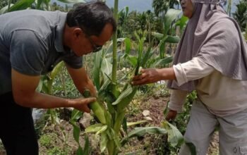 Dari Kampung Bukik, Jagung Manis Harapan Untuk Ekonomi Nagari