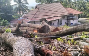 Skandal Penebangan Liar! 4 Pohon Mahoni Pelindung di Kelok Macan Sawahlunto Tumbang Tanpa Izin Jelas