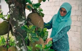 Kebun Nangka di Halaman Berubah Jadi Cuan