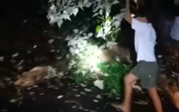 Kelok 44 Makin Menguatirkan, Pohon Tumbang Hambat Akses Kelok 10
