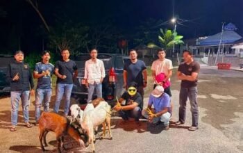 Tim Macan Bara Polres Sawahlunto Ungkap Kasus Pencurian Ternak, Dua Terduga Pelaku Diamankan Kurang dari 24 Jam