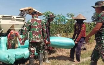 Babinsa Dan Satgas Tmmd Ikut Kawal Panen Raya Di Parangjoro