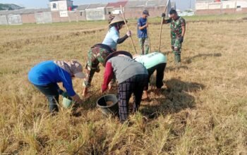 Satgas TMMD Reguler Ke-129 Kodim 0726/Sukoharjo Tanam Jagung, Perkuat Ketahanan Pangan Nasional