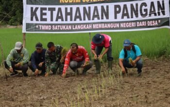 Perkuat Swasembada Pangan Pelosok Desa, Satgas TMMD Ke-129 Kodim 0313/KPR Turun Sawah Tanam Padi di Kuala Panduk