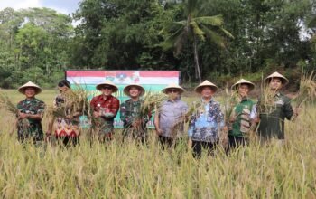 Dihadiri Forkopimda, Satgas TMMD Ke-129 Kodim 0412/LU Gelar Panen Raya Padi 5 Hektare di Desa Baru Raharja