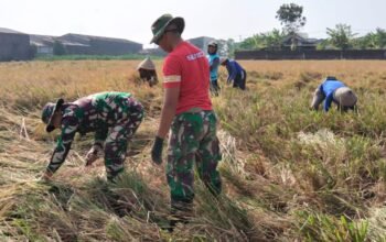 Bantu Warga Panen Padi, Satgas TMMD Reguler ke-129 Kodim Sukoharjo Perkuat Kemanunggalan TNI dan Rakyat