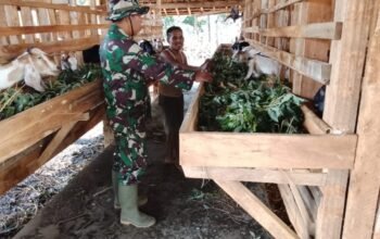 Bangkitkan Ketahanan Pangan, Satgas TMMD Ke-129 Kodim 0412/LU Sambangi Peternak Kambing di Baru Raharja