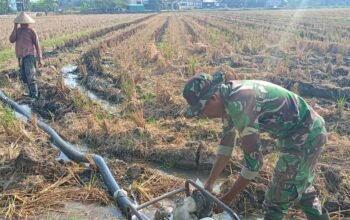 Dukung Ketahanan Pangan, Satgas TMMD Bantu Pengairan Sawah Warga