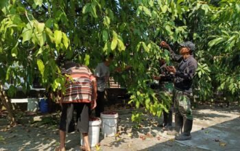 Satgas TMMD Ke-129 Kodim 0726/Skh Komsos Sambil Bantu Petik Jambu Air di Parangjoro