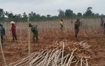 Akar Ketahanan di Tanah Sungkai: Kala Prajurit dan Petani Banting Tulang Panen Singkong