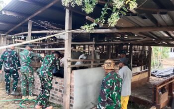 Satgas TMMD Ke-129 Kodim 0412/LU Komsos dengan Peternak Sapi  di Desa Baru Raharja