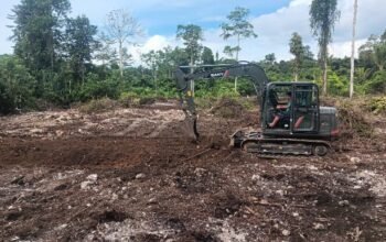 TMMD Ke-129 Tuntaskan Pembukaan Lahan 1 Hektar, Siap Ditanami untuk Perkuat Ketahanan Pangan Kampung Sesor