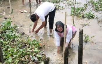 PLN Icon Plus Dukung Pelestarian Ekosistem Laut melalui Penanaman Mangrove di Sungai Siak